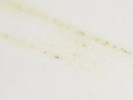 拉薩維拉白