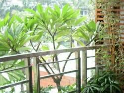 如何做好室內(nèi)庭園植物景觀設(shè)計
